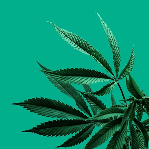 Test Salivaire Cannabis - Disponible Chez S Factory !